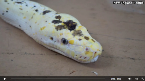 One Phat CowFacebook -New England Reptile shows off a stunning cow morph reticulated python that has