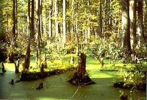 Hockomock Swamp sits in the middle of a paranormal hot spot known as the Bridgewater Triangle in southeast Mass. It’s believed that Native Americans cursed the swamp centuries ago as a result of a dispute with Colonial settlers. Activity includes