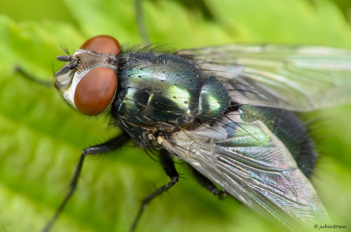 Mouche verte / Green fly / Phaenicia sericata by jubintown on Flickr.Phaenicia sericata