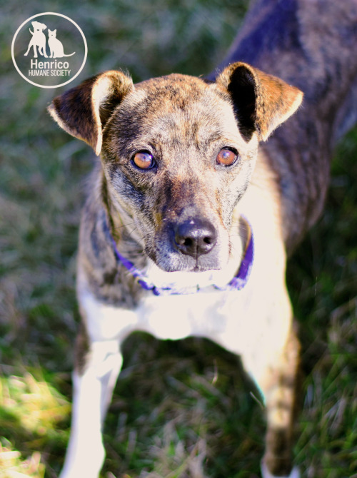 Gwen Stacy is available for adoption from Henrico Humane Society!