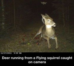 &hellip;.. what the fuck kind of animal drama GOES ON behind our backs&hellip;. here we see a deer booking it from a flying squirrel&hellip;. I mean seriously&hellip; what the fuck???