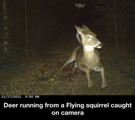 ….. what the fuck kind of animal drama GOES ON behind our backs…. here we see a deer booking it from a flying squirrel…. I mean seriously… what the fuck???