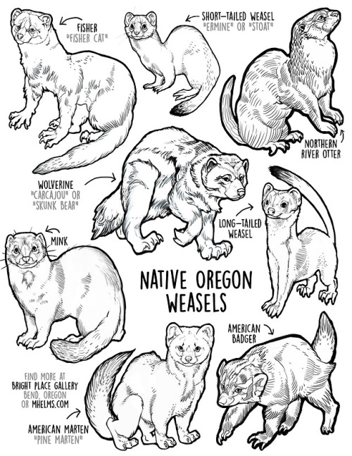 mhelms:Native Oregon WeaselsColoring Book Sheet. Feel free to print this for personal or educational