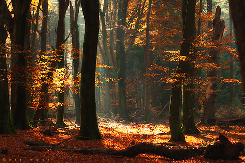 radivs:  Autumn Forest Captures by Oer-Wout  1 | 2 | 3 | 4 | 5 | 6 