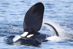 theincredibleorca:  A male orca at Moss Landing. Look at the size of that pectoral fin! Source 
