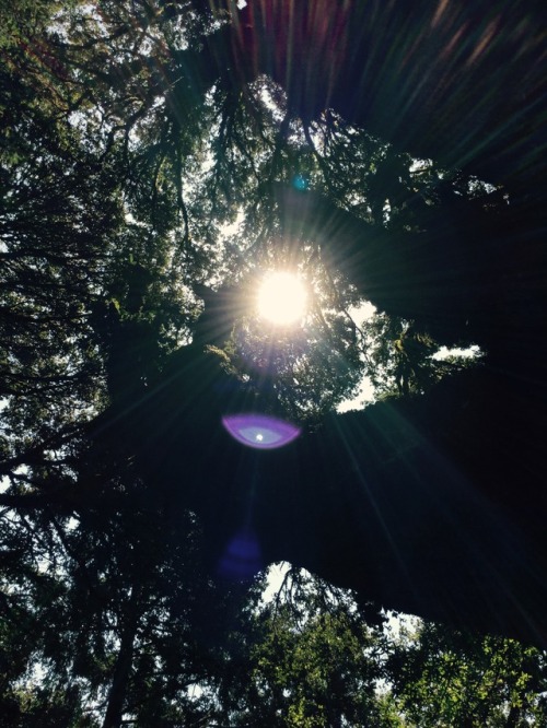 Oak trees in La Honda.-Spores&amp;More 