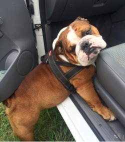 worldofbulldog:  can a guy get a lift 🙄🐶🐾