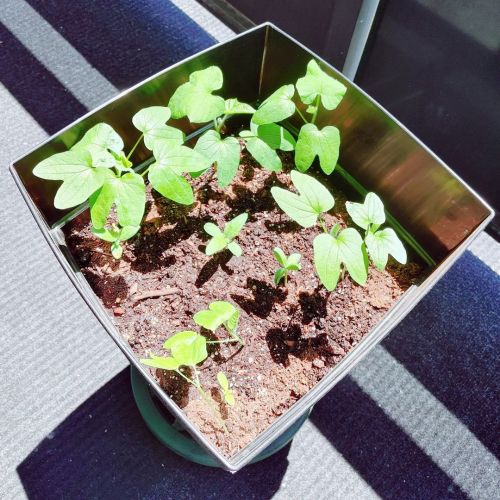 The @westcoastseeds #sunflowers are starting to get taller, along with the #MorningGlory seeds that 