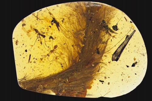 A piece of dinosaur tail, complete with attached feathersBurmese amber is full of surprises, like th