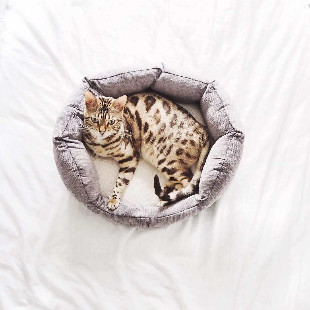 My gorgeous fur baby ❤️ @lumibengal by lydiaemillen