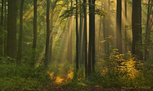 Porn opticallyaroused:  Rays of light in a Polish photos