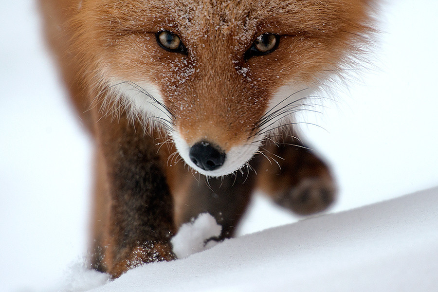 wolverxne:  Snow Foxes | by: { Ivan Kislov }