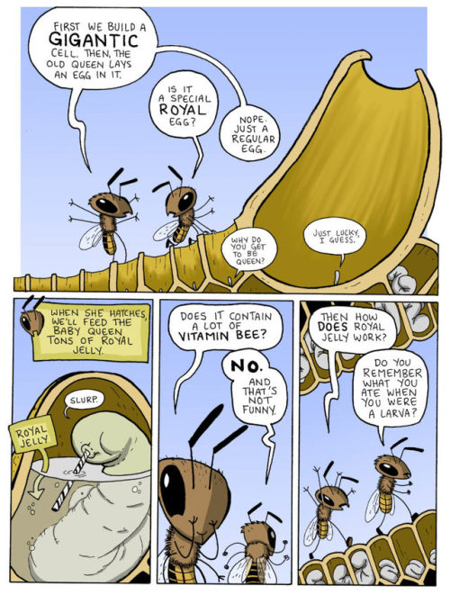 How to Build a Queen Bee by Jay Hosler