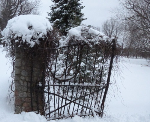 Here, have some snowy cemetery pictures.