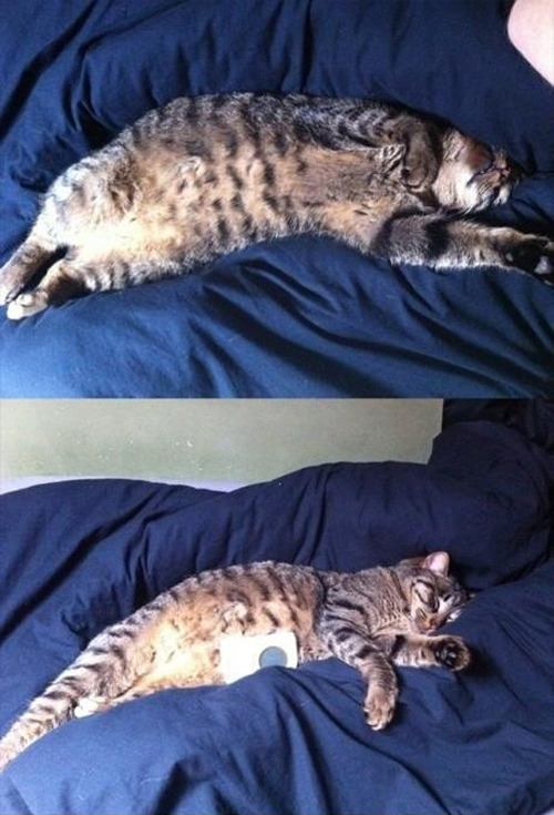 jaidefinichon:  Gatos qls les importa una mierda todo