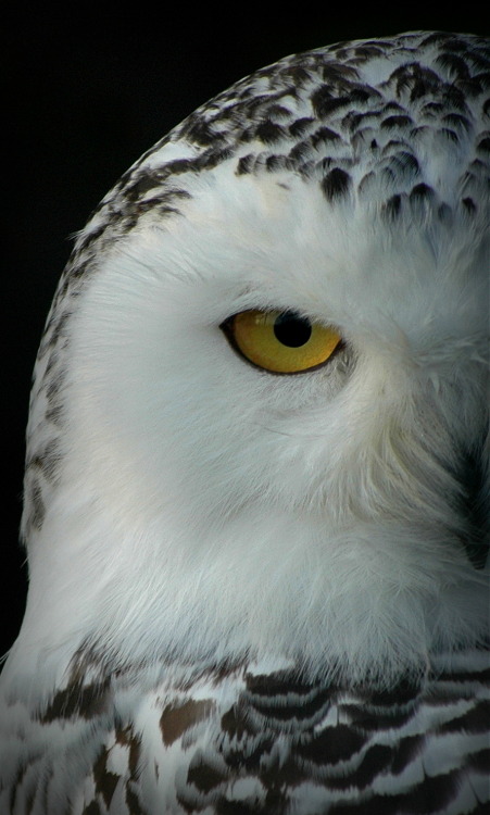 theanimalblog:Snowy Owl | Submitted by: falco-tinnunculus