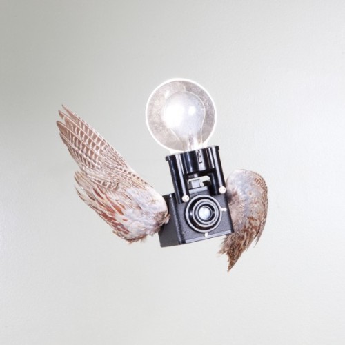 fer1972:  Birds of Aperture by Paul Octavious