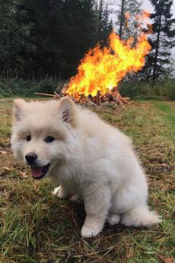 doggopupperforpres:My new puppy might be a pyromaniac.