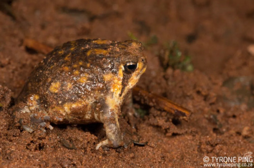 toadschooled:A Bushveld rain frog [Breviceps adspersus] regretfully leaving his cozy dirt hole. Imag