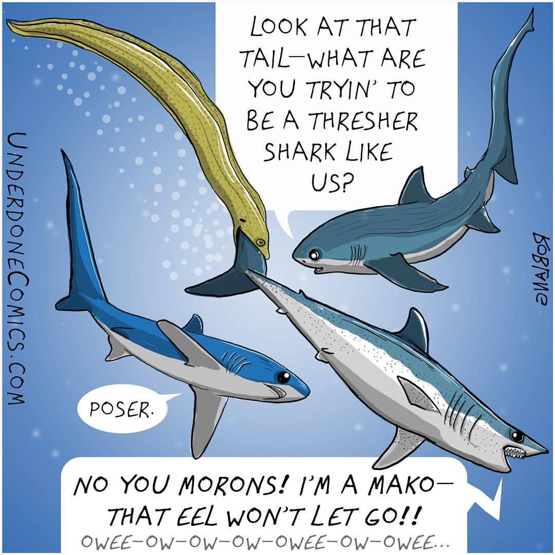 underdone comics on Tumblr: There are 3 kinds of thresher sharks: the  common, the pelagic and the bigeye. Despite having very long tails used to  whip prey,...