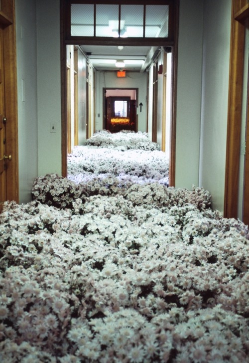 showslow:  Bloom - 28,000 Potted Flowers Installed at the Massachusetts Mental Health Center by Anna Schuleit 