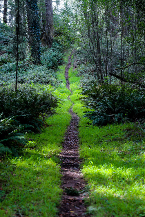 steepravine:Perfect Path Through Grass, Ferns and Firs(Point Reyes, California - 2/2015)