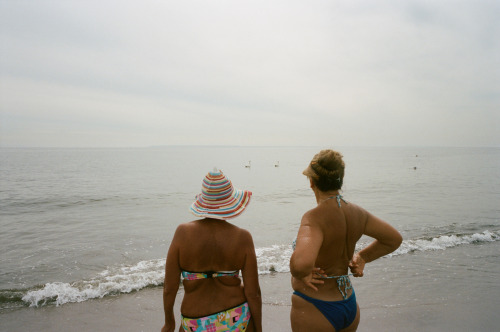 Swans at the beach.