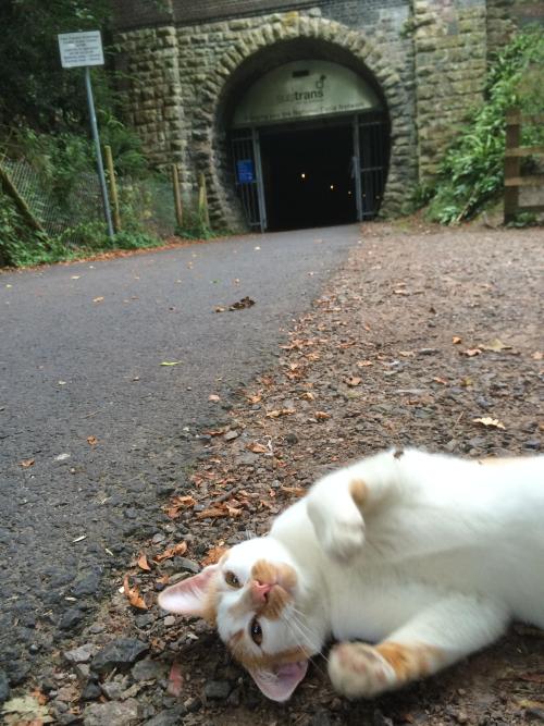 catsbeaversandducks:“When I stopped cycling this cat came out of the woods. I bent down to pet it th