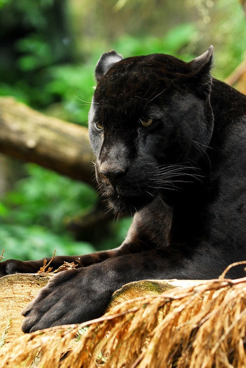 mrcapy13:  JAGUAR NEGRO”  (BLACK JAGUAR”) 