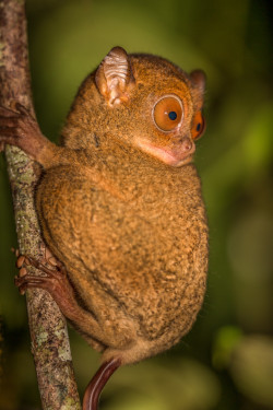 llbwwb:   (via Horsfield’s tarsier (Cephalopachus bancanus) by Peter Forster / 500px) 