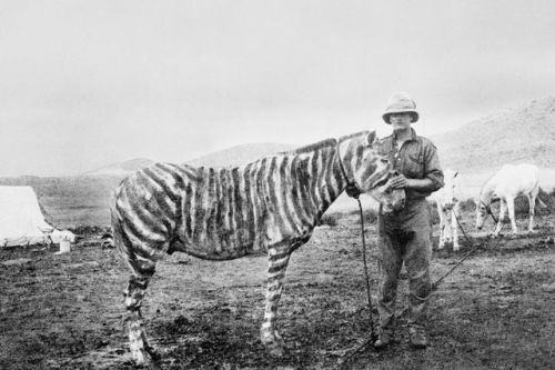 In German East Africa (Burundi, Rwanda, and Tanzania) during World War I, soldiers painted this pony