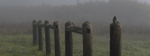 Misty posts in the Galapagos, complete with Darwin’s Finches. 