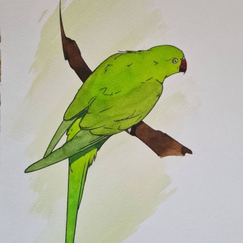 Ring-necked Parakeets made with watercolours and biro I hope you like them, some of these actually c