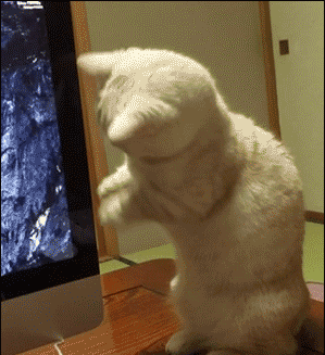 darylfranz:  ネコがΣΣ(ﾟдﾟlll)ﾋﾞｸｩ!!!ってなって思わず背筋を伸ばす事案発生ｗｗｗｗｗ