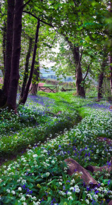 bonitavista: Devon, England  photo via kelly