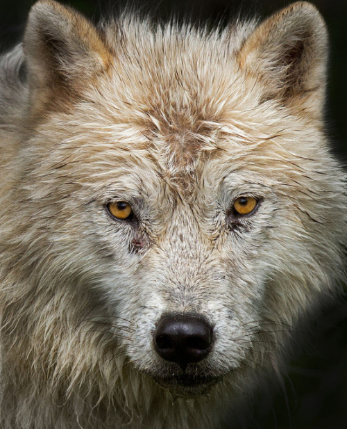 phototoartguy:“Arctic Wolf” at ViewBug.Photo by JimCumming