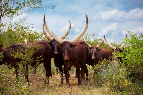 rhaalia:  wapiti3:    The Ankole-Watusi, also known as Ankole Longhorn is a breed of cattle originally native to Africa. Its large distinctive horns that can reach up to 8 ft (2.4 m) from tip to tip are used for defense and cooling by honeycombs of