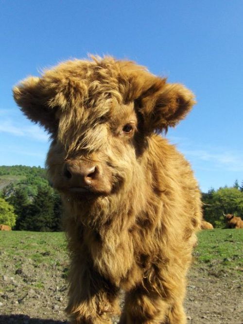 fruitelf:  castiel-for-king:  Fluffy baby cows  I want a pet cow wow 