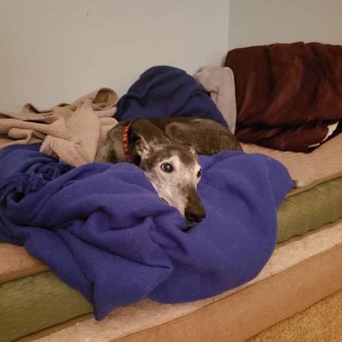 Talos gazing longingly at the cookie jar #greyhound #retiredracer #spooniepets #greyhoundsofinstagra