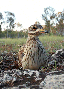 biomorphosis:  Stone Curlew incubating eggs. Keeping a low profile is what the stone curlew does best. When confronted with danger these birds either scurry away to cover, or freeze on the spot hoping to blend into the background.  