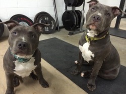 awwww-cute:  Someone brought these guys into the gym