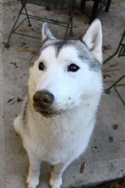 southernsnowdogs:  Per request, photos of Juno making weird/funny faces :P 