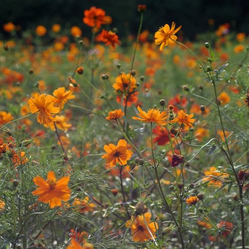 浜離宮恩賜庭園 キバナコスモス花畑 09.15.2015 #浜離宮恩賜庭園 #flower  #キバナコスモス #コスモス  #花畑  (浜離宮)