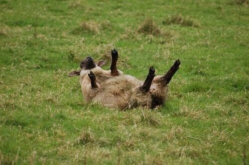 wooliest:  sheep98:  look at the little leggies.  please reblog this and help the sheepe 