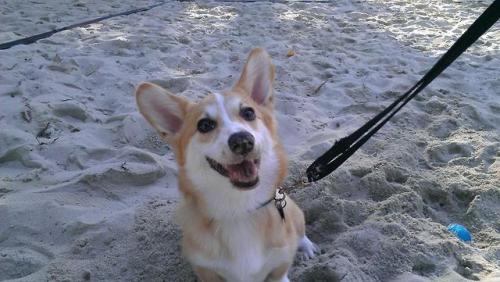 omelettethecorgi:  *dig dig dig*“Hey Omelette what did you find in there?”“Sand!” 