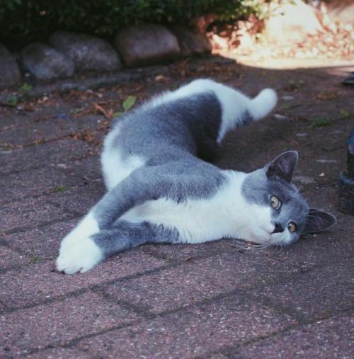 catsonweb:what do you rate this yogapose?by poetsandmadmen. What you think about?20 out of 10