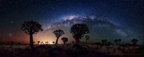 just–space:  Milky Way Over Quiver Tree Forest  : In front of a famous background of stars and galaxies lies some of Earth’s more unusual trees. Known as quiver trees, they are actually succulent aloe plants that can grow to tree-like proportions.