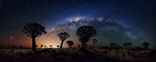 photos-of-space:Milky Way Over Quiver Tree Forest Keetmanshoop, Namibia [1080 × 431]