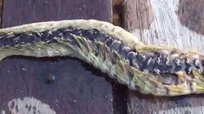 strangebiology:  A fireworm! (gif’d from vid) 