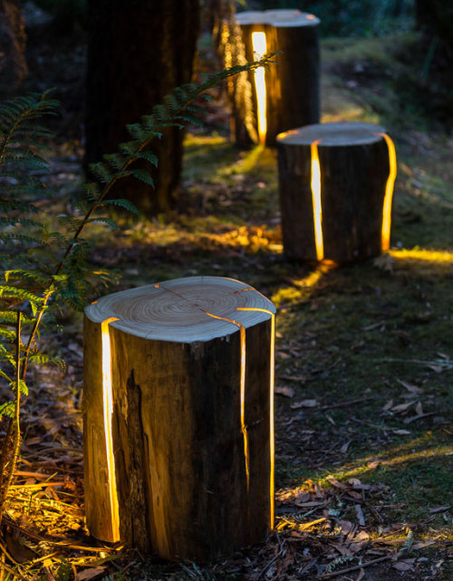 XXX odditymall:    The stump light is a cracked photo